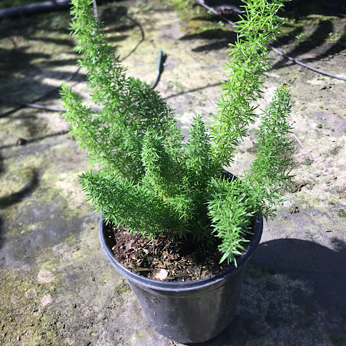  Foxtail Fern Asparagus "Meyersii" Fern